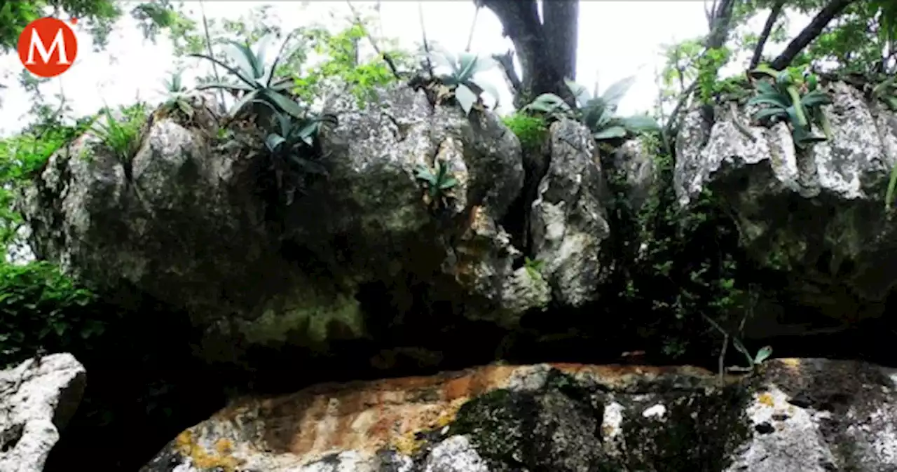 Agave. Descubren nuevas especie en Jalisco, reporta CUCBA de la UdeG