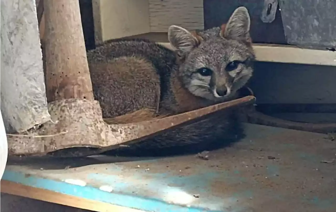 En Coyoacán, aseguran a zorro gris que se ocultaba en vivienda