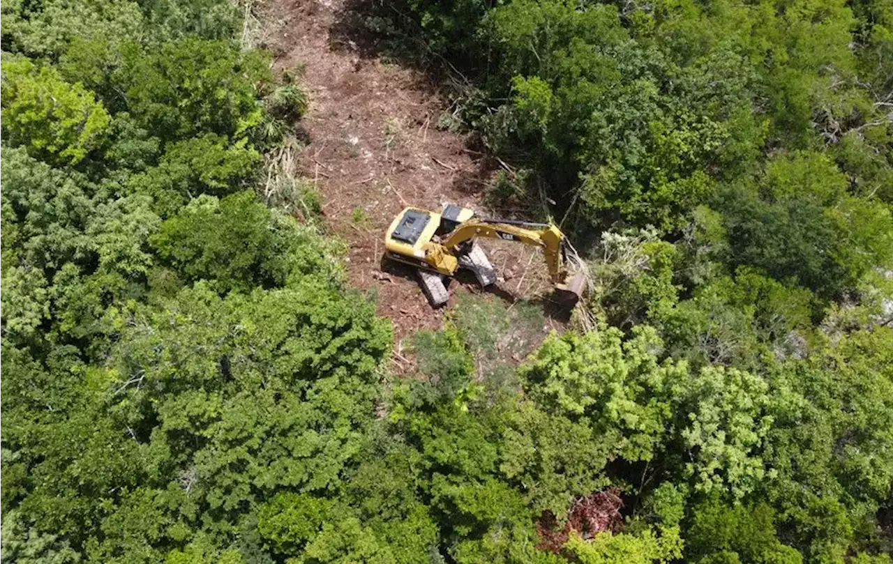 Tramo 5 del Tren Maya: juez paraliza por tiempo indefinido trabajos