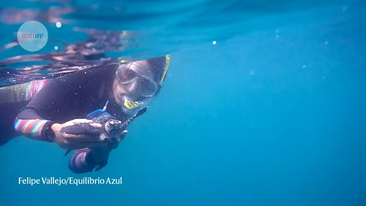 This baby turtle surprised scientists by swimming against the current