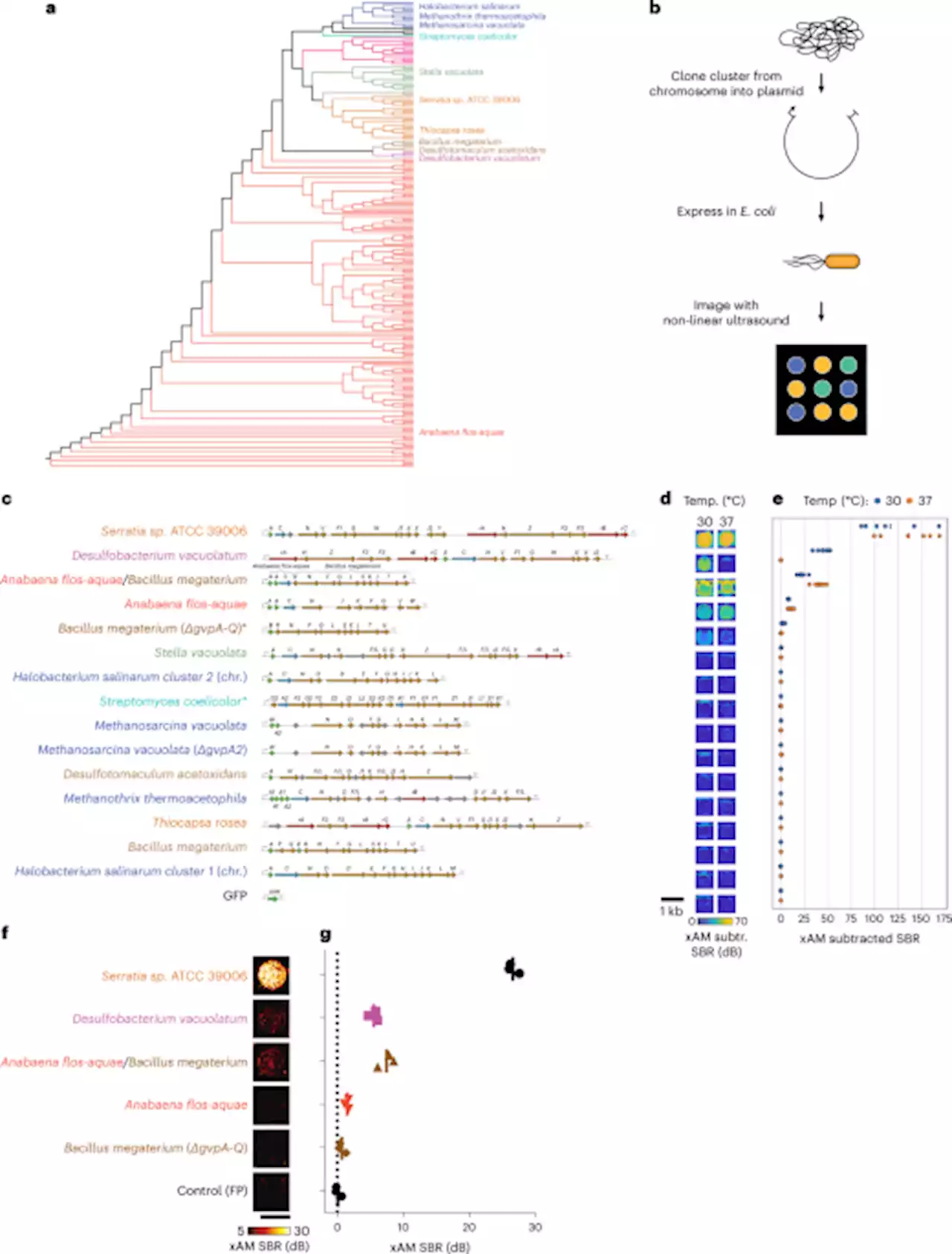 Genomically mined acoustic reporter genes for real-time in vivo monitoring of tumors and tumor-homing bacteria - Nature Biotechnology