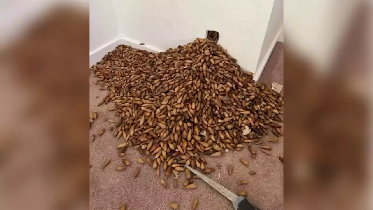 Nutty Discovery: 700 Pounds of Acorns Found in Walls of Sonoma County Airbnb