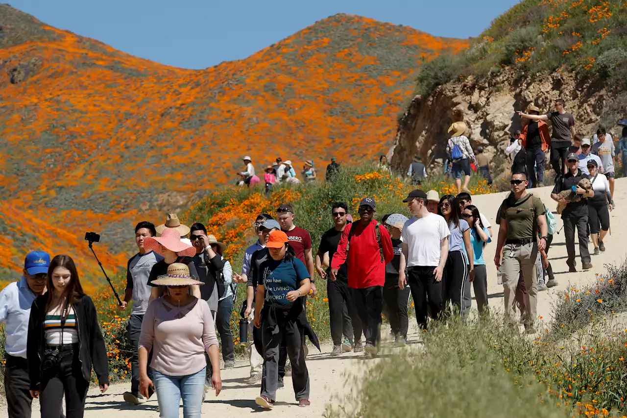 Seeking to Avoid 2019 ‘Super Bloom' Chaos, Lake Elsinore Closes Walker Canyon