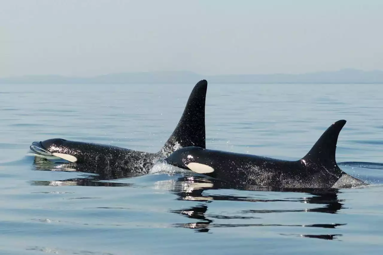 Orca mothers forgo future offspring to care for their full-grown sons