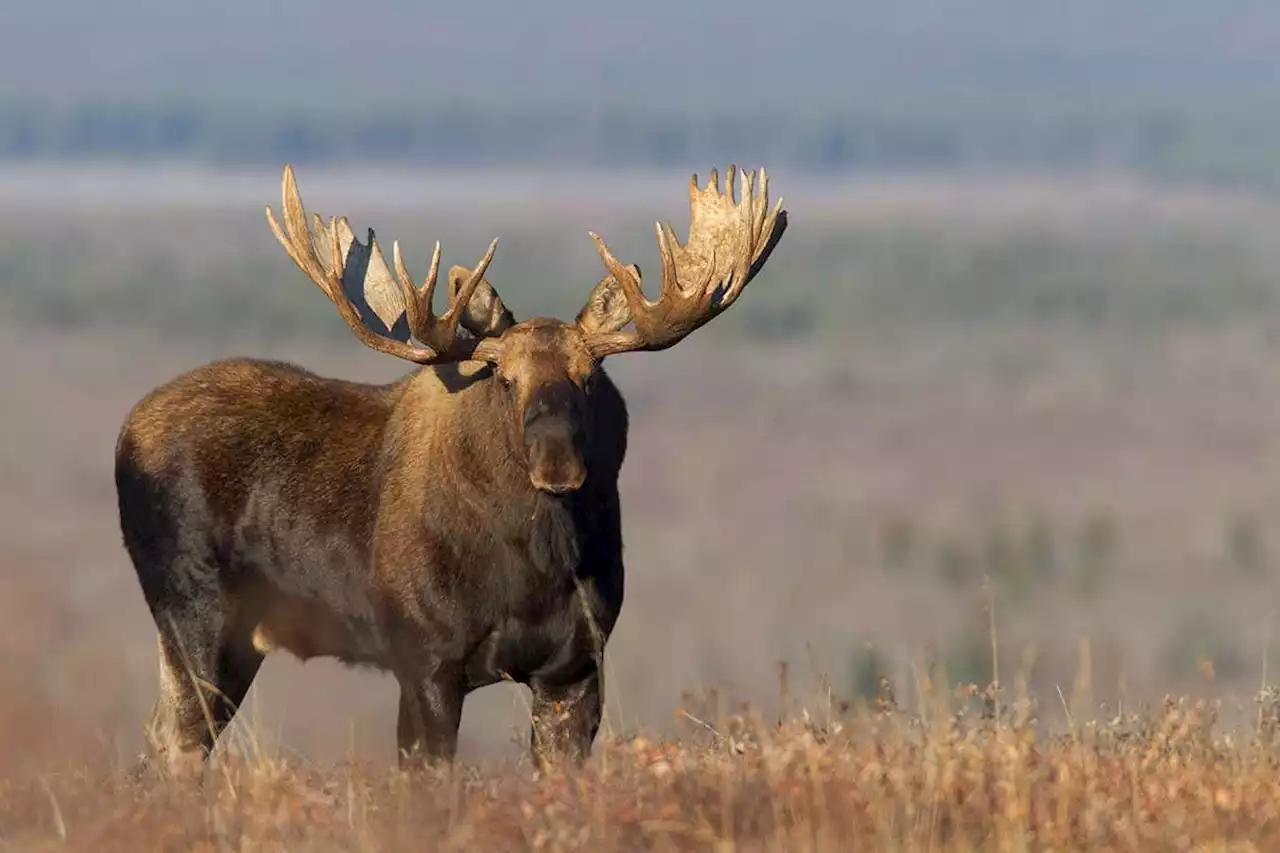 What a meandering moose says about US wildlife protection efforts