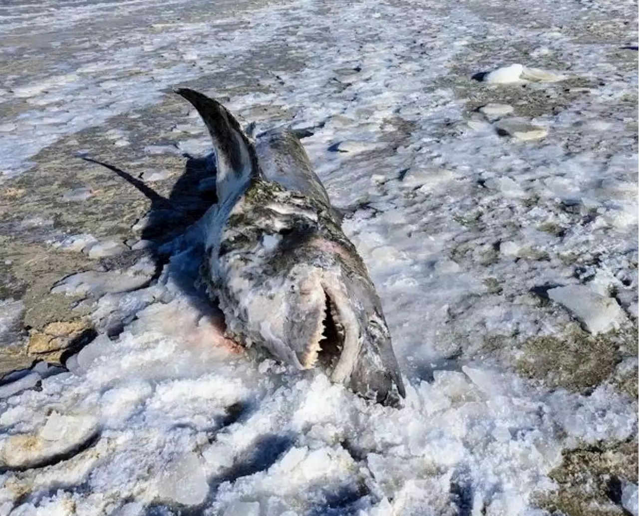 Mystery of giant frozen shark on Cape Cod beach baffles experts