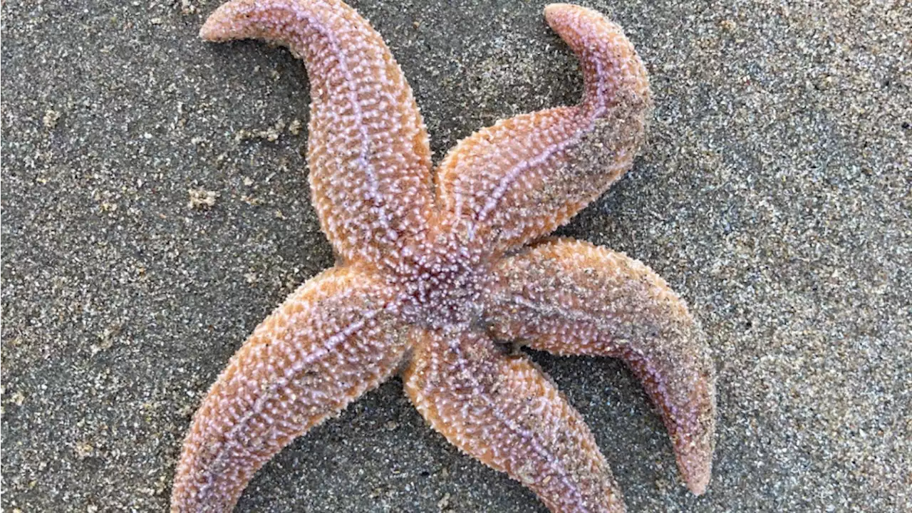 Grijs maakt plaats voor blauw: duizenden zeesterren én de zon tonen zich op het strand