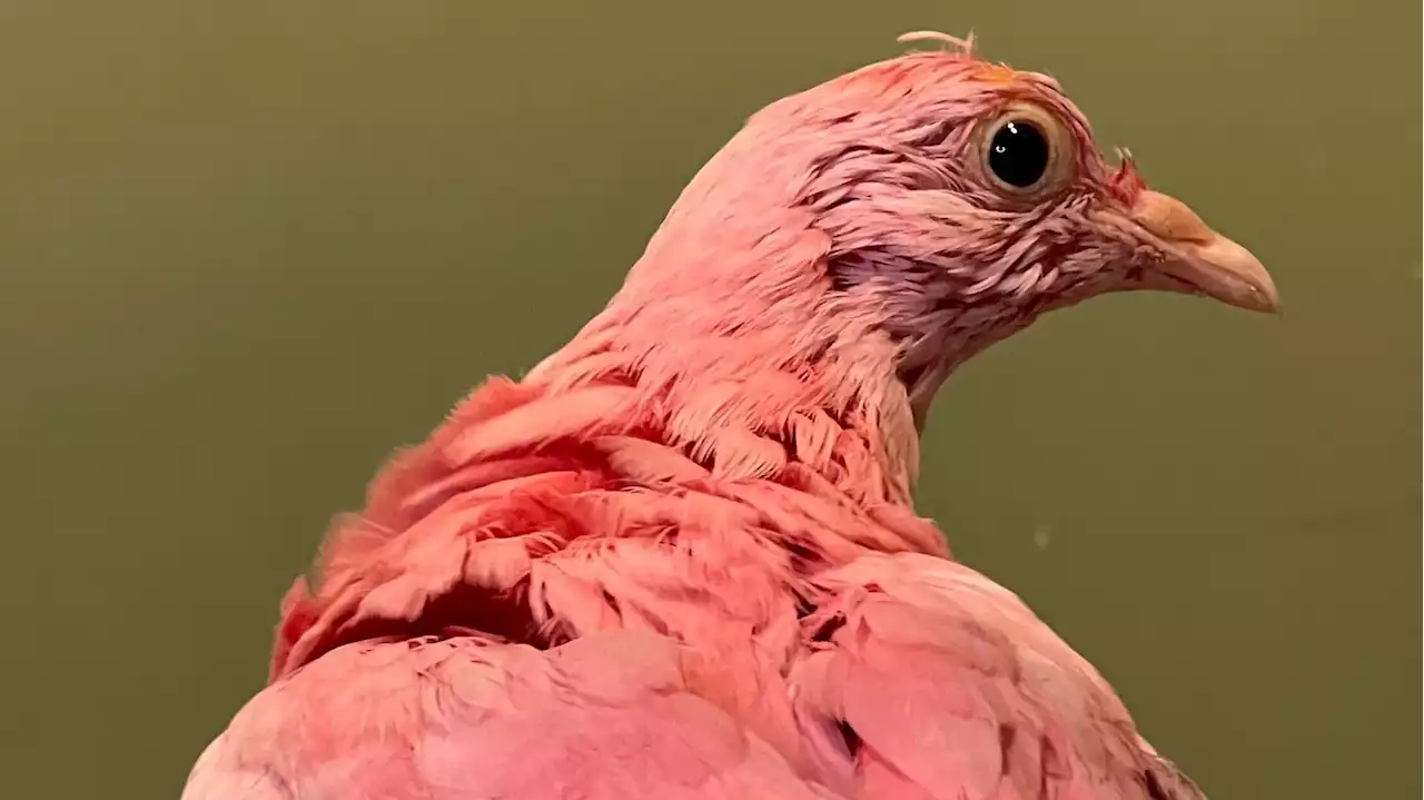 A pigeon named Flamingo is dead after someone dyed it pink