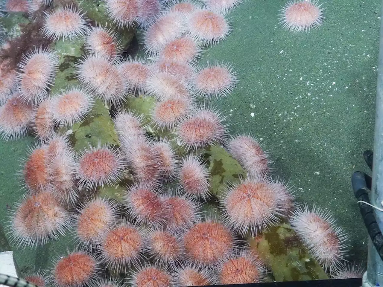 B.C's pink sea urchins are on the move to shallower waters thanks to climate change