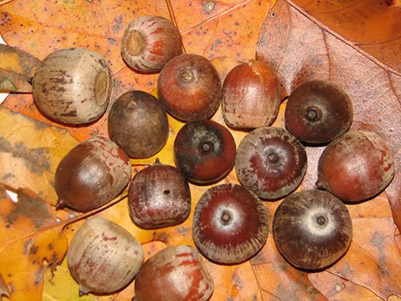 Woodpeckers leave 700 pounds of acorns in walls of home: report