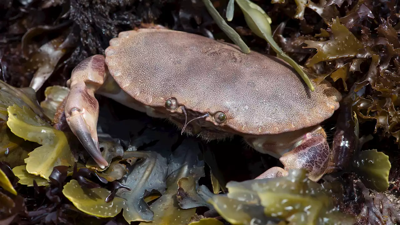 Neanderthals caught and cooked crabs 90,000 years ago