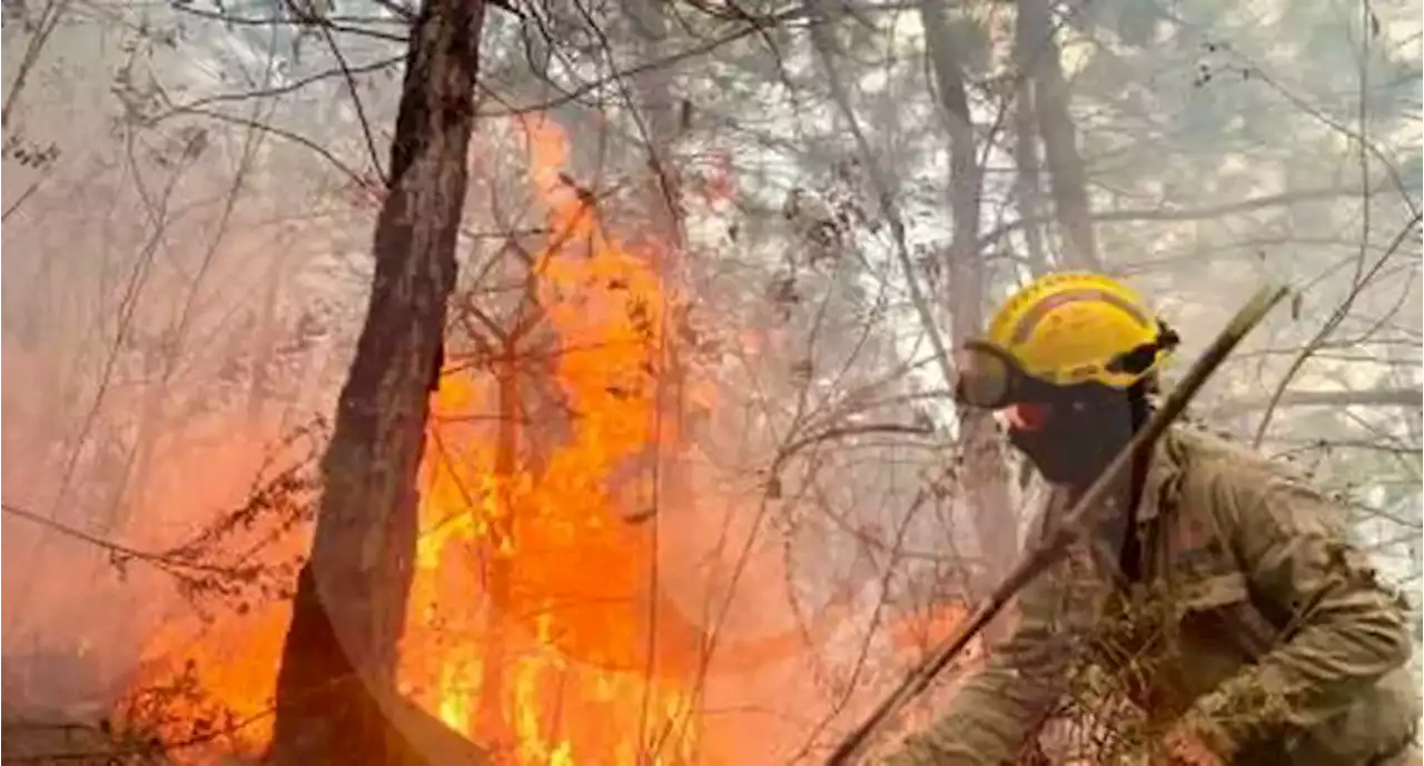 Cerro en Antioquia pierde 16 hectáreas de vegetación debido a incendios provocados - Pulzo