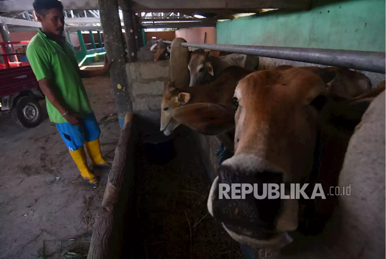 Kelompok Peternak Kebumen Dapat Bantuan 64 Sapi dan 342 Kambing |Republika Online