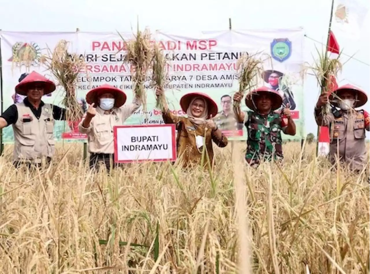 Produksi Padi di Indramayu pada 2022 Tertinggi di Jabar |Republika Online