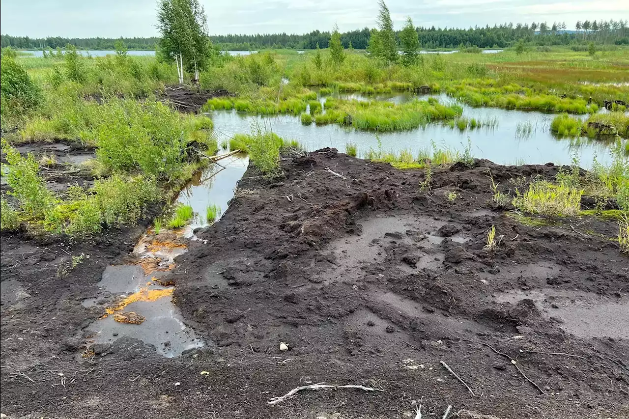 Stanford Research Finds Global Wetlands Losses Are Overestimated