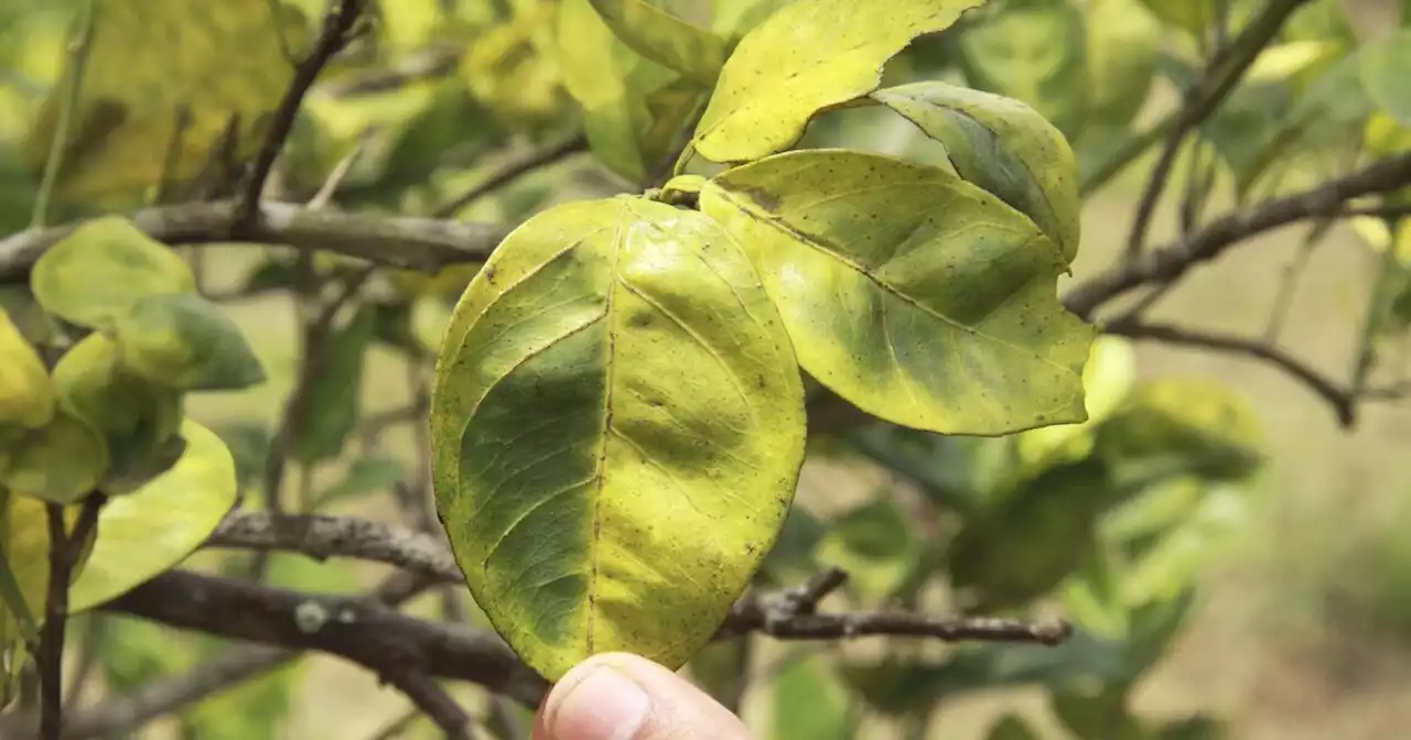 Citrus tree disease found in Rancho Bernardo, expanding already extensive quarantine zone