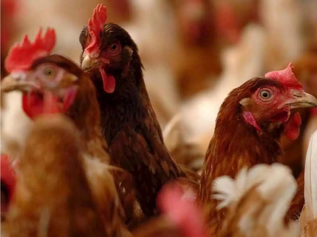 Avian flu case is confirmed at site in county