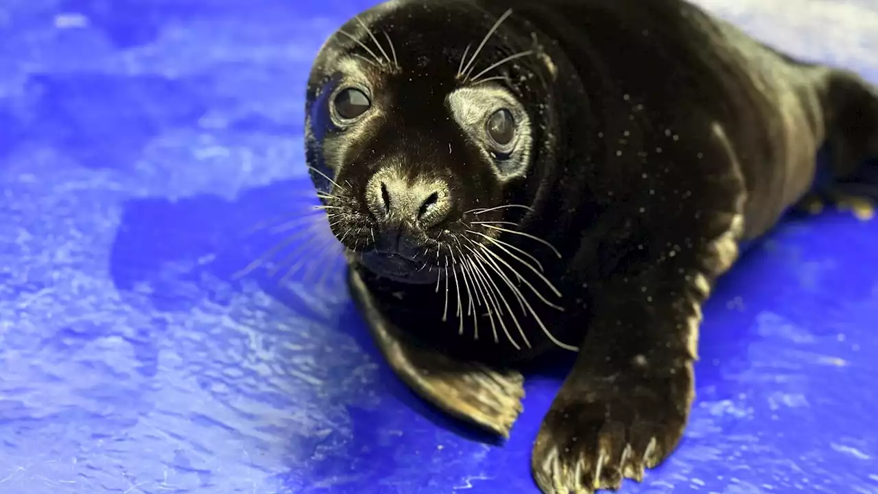 Rare grey seal pup with all black fur discovered on beach in Cornwall