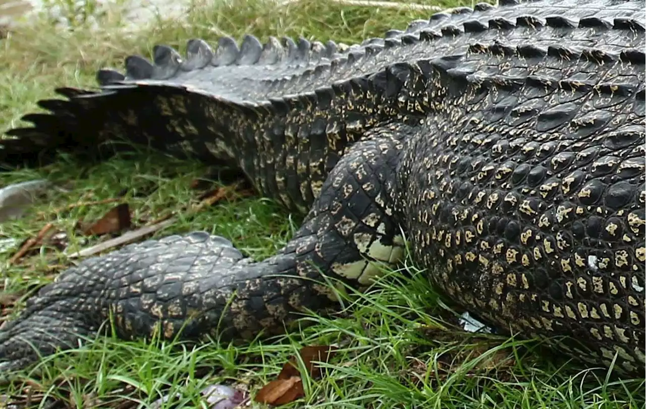 Brothers attacked by 6ft croc while installing water pump in Pitas