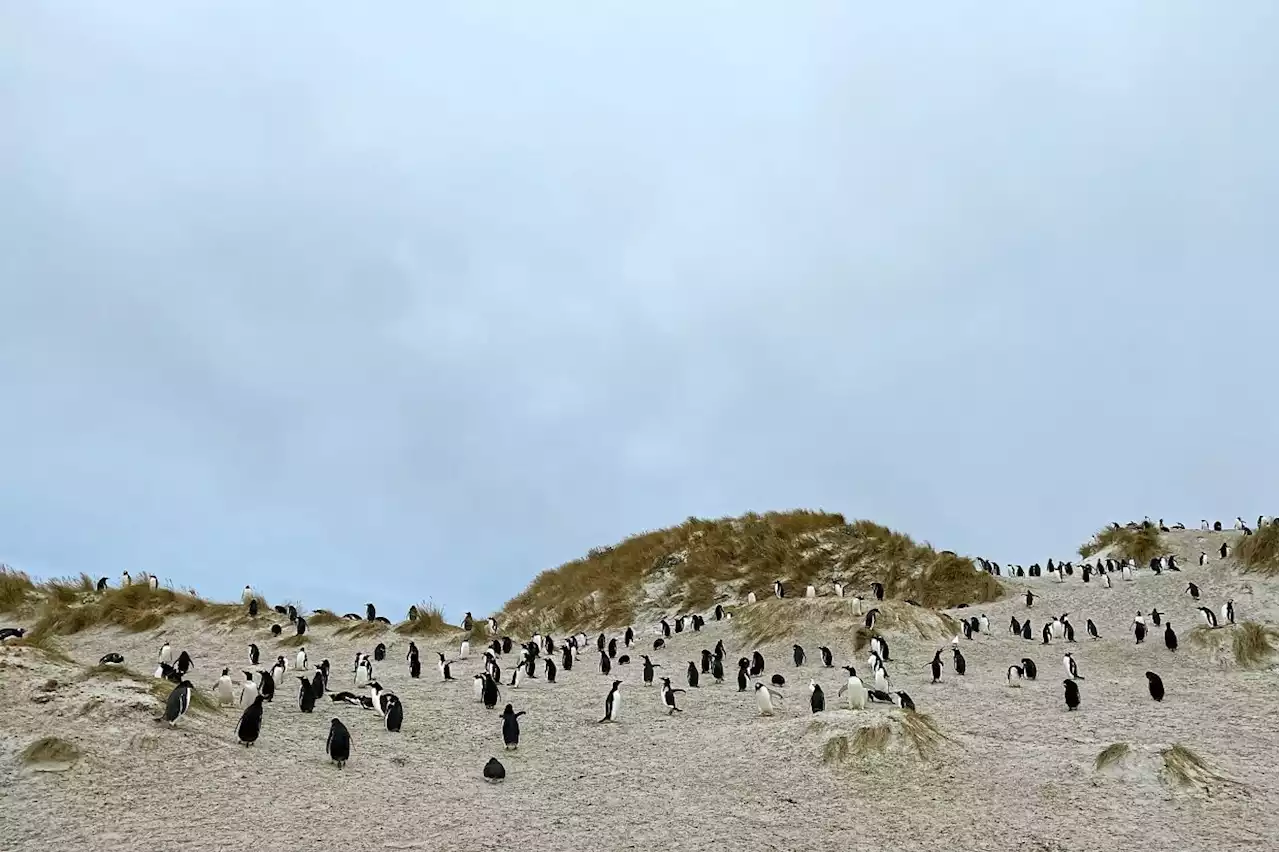 Falkland Islands, the island full of short and cute king penguins