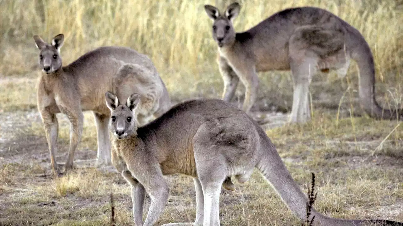 Bill would outlaw kangaroo skin in Arizona