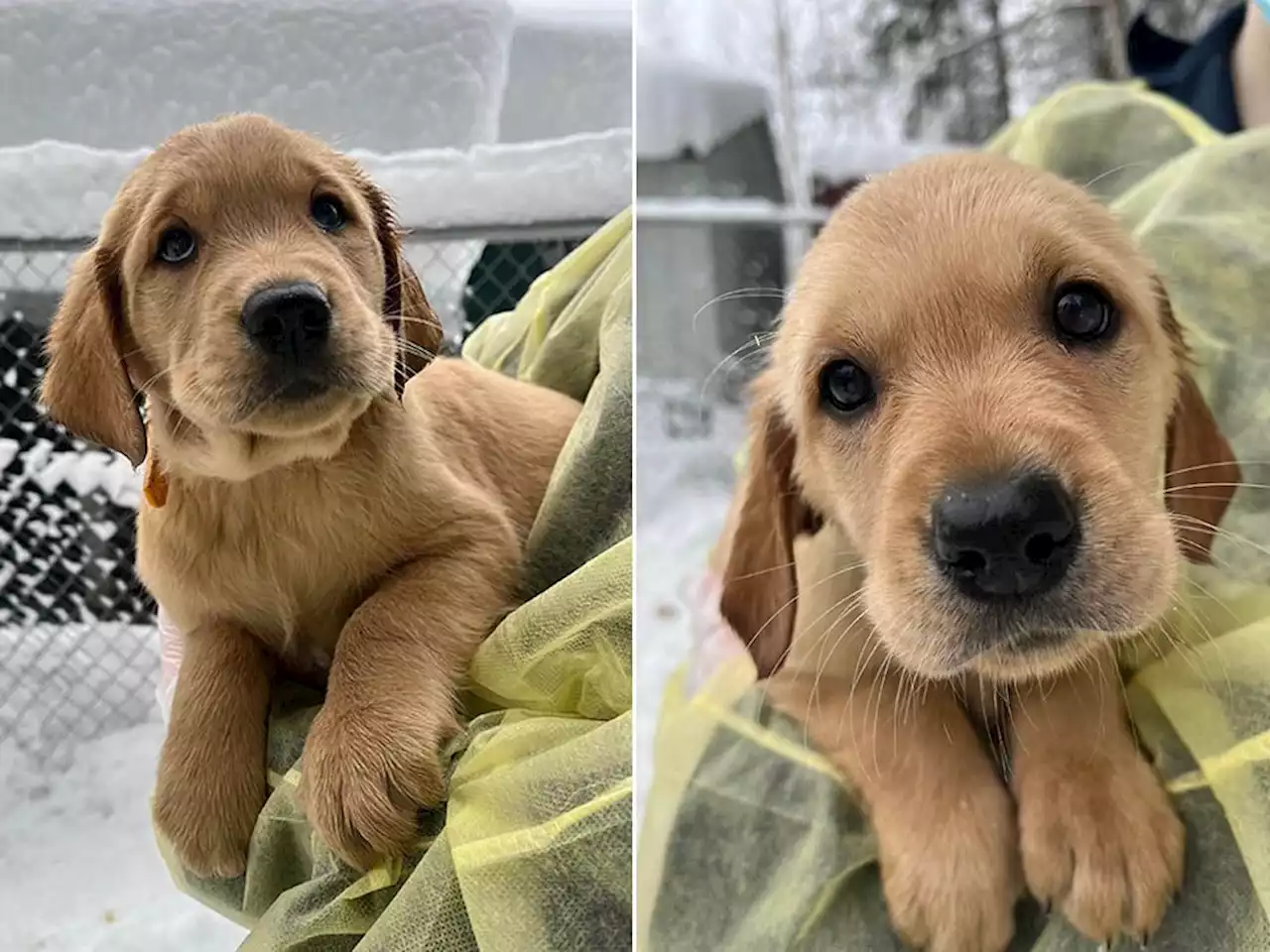 'Overwhelmed' pandemic puppy breeders flooding shelters with pets, says B.C. SPCA