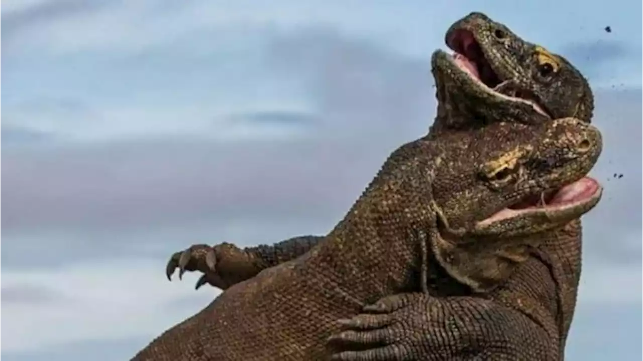 Komodo Bakal Jadi Koleksi Satwa Baru di Taman Margasatwa Ragunan