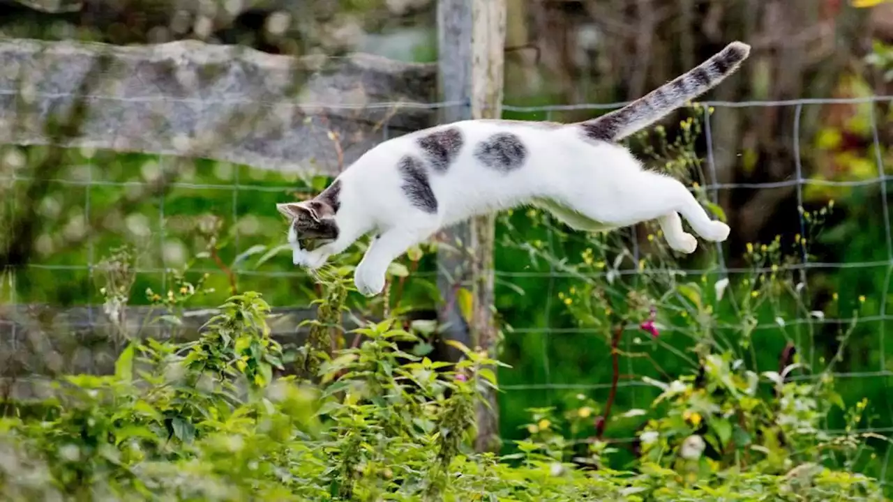 niedersachsen plant kastrationspflicht für katzen