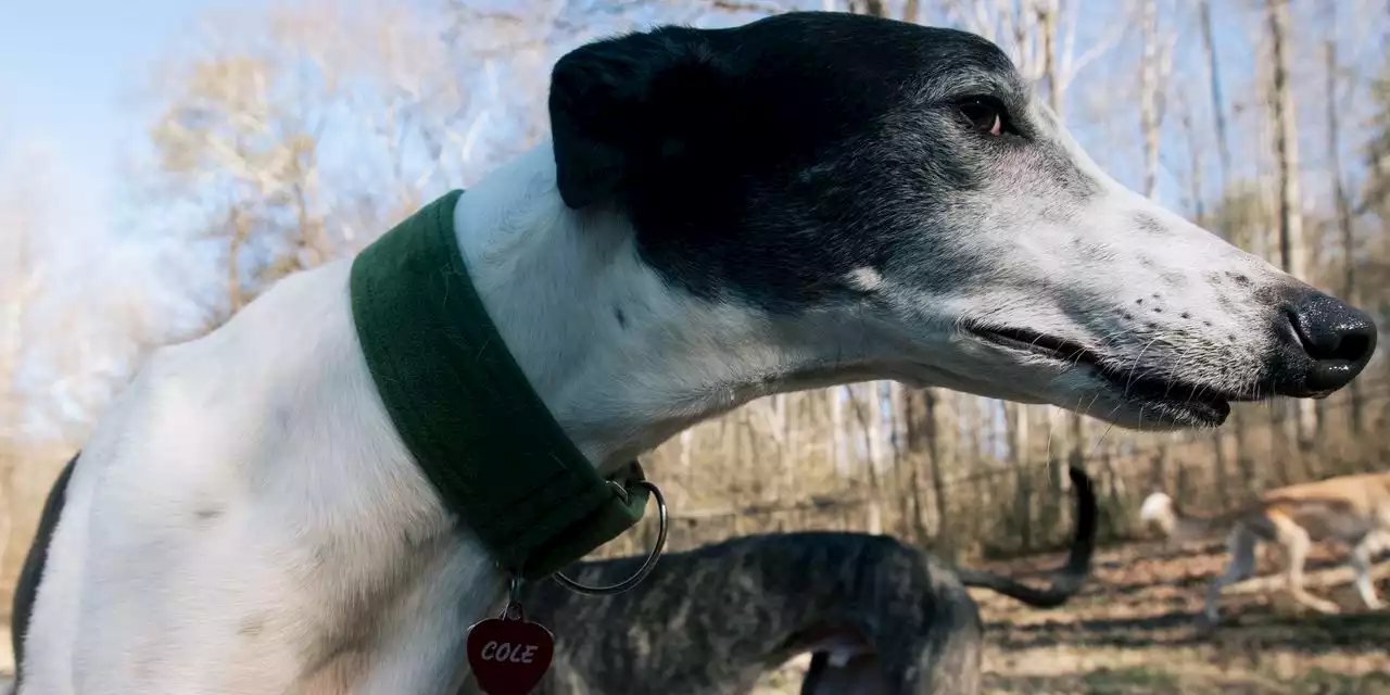 Want a Pet Greyhound? Good Luck.