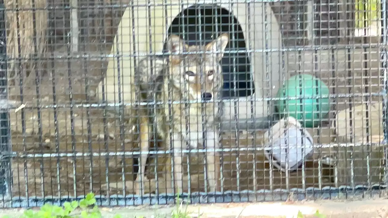 Activists Renew Calls For Cook County Forest Preserves To Free Rocky the Coyote