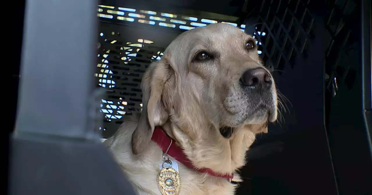 Chula Vista Fire investigator and specially trained K-9 partner now on duty