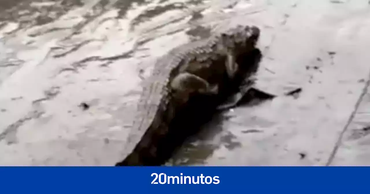 Las fuertes lluvias registradas en Brasil llevan caimanes a las calles de Río de Janeiro