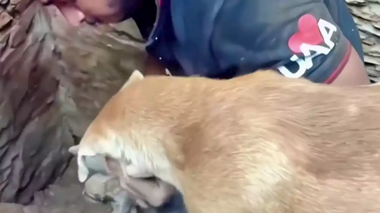 Una perrita consigue que rescaten a sus cachorros recién nacidos tras el terremoto de Turquía y Siria