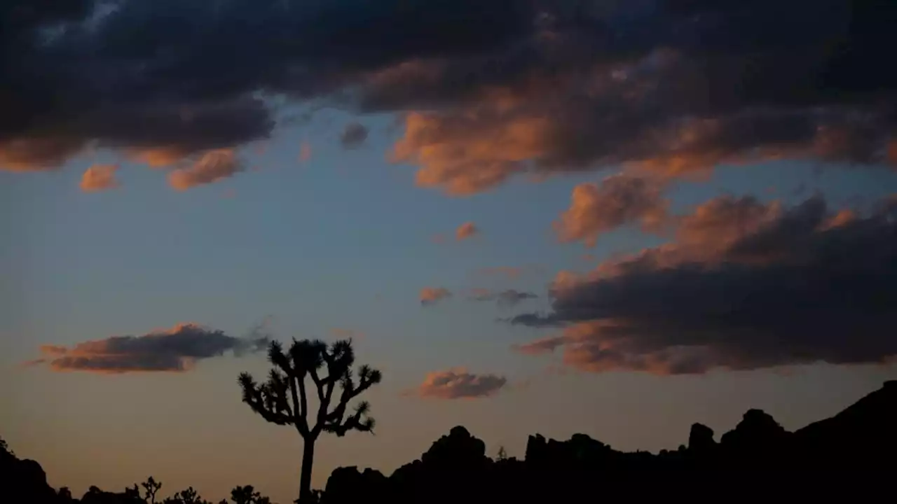 California bill would protect native western Joshua tree