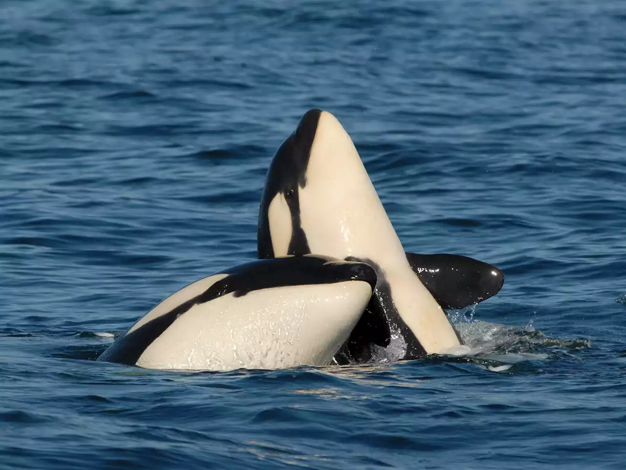 Killer whale moms are still supporting their adult sons — and it's costing them