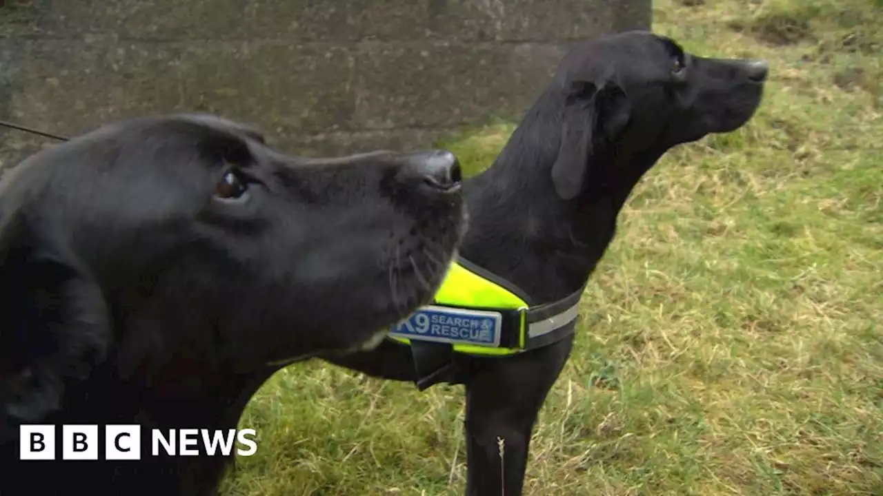 Turkey-Syria earthquake: Bangor dog team set for survivor search