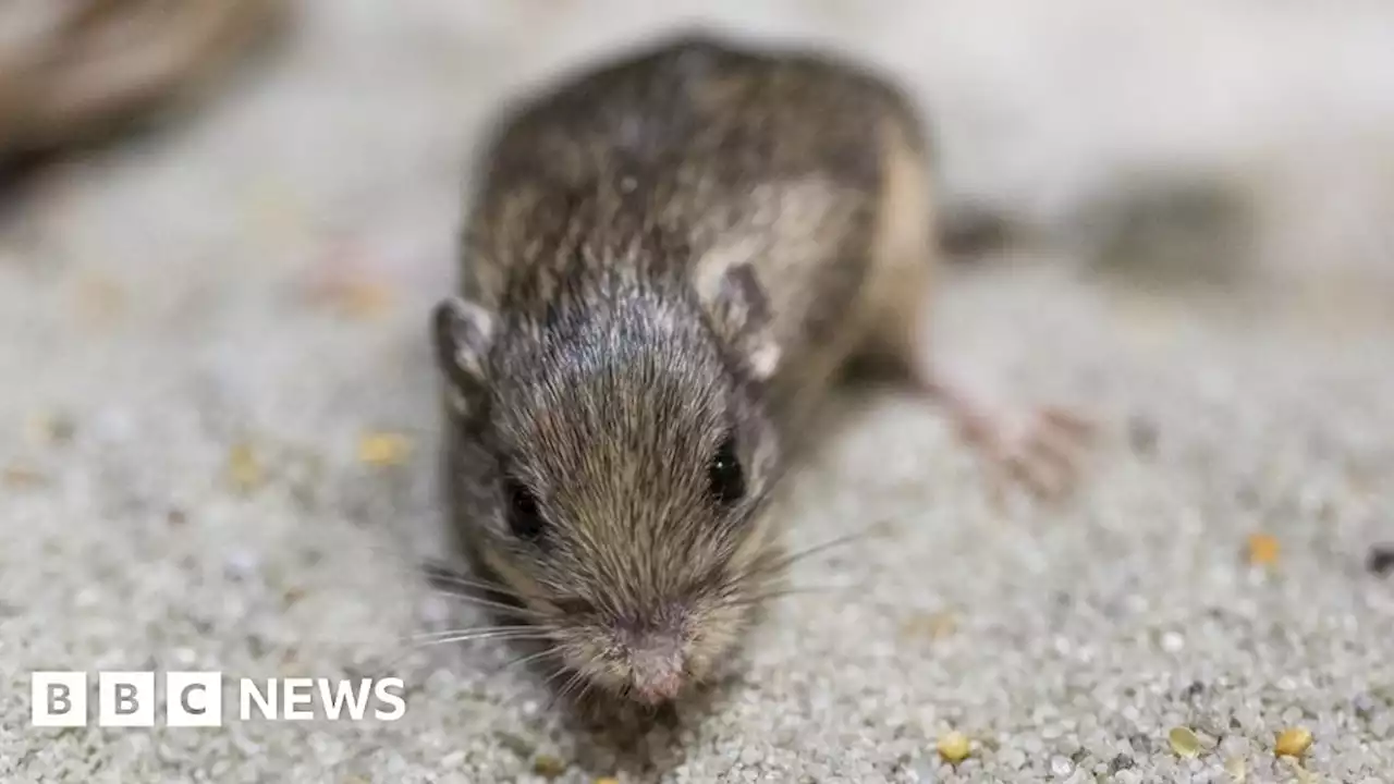 Tiny mouse named after actor Sir Patrick Stewart takes age record