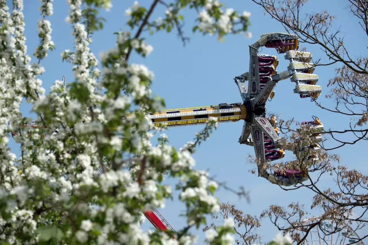 Baumblütenfest in Werder findet dieses Jahr wieder statt