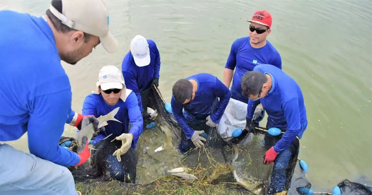 Investigadores descubren genoma del bocachico que servirá para conservar este pez en Colombia