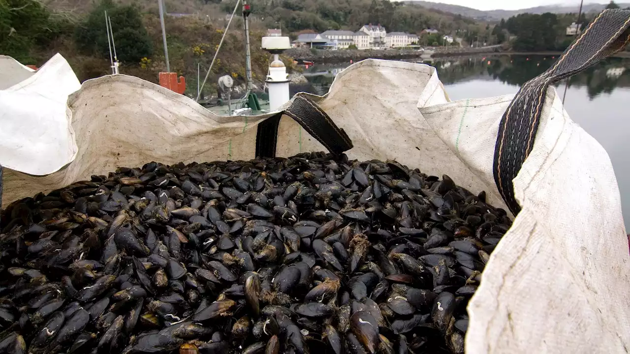 Cork fisheries business fined for lack of pest control in producing seafood