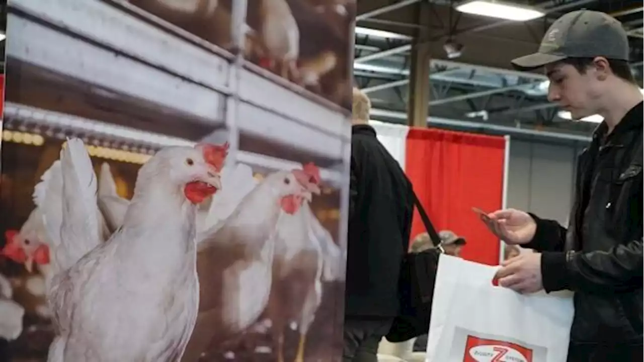 Biosecurity a focus of Canadian poultry show amid heightened concern over H5N1 | CBC News