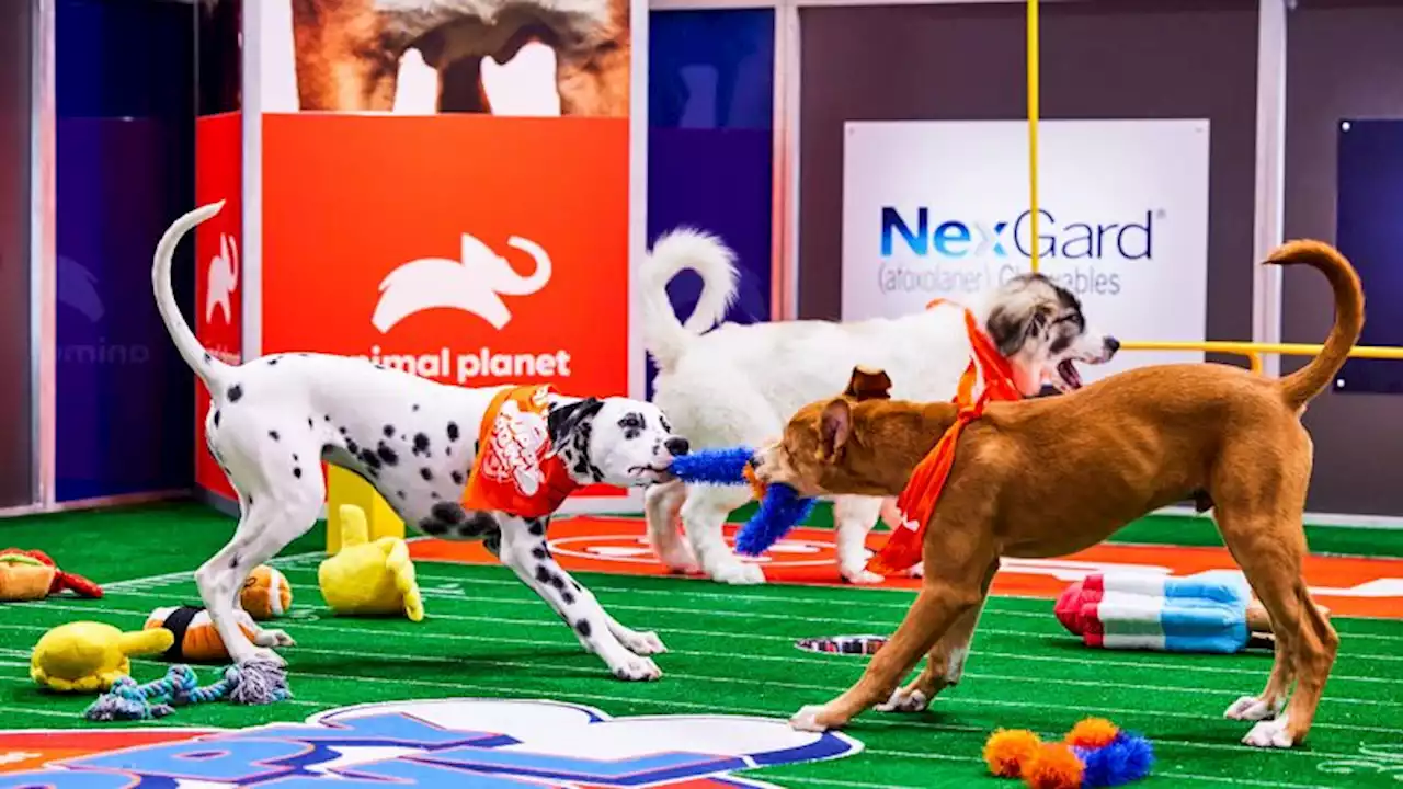 Puppy Bowl helps pups find their 'furever' homes | CNN