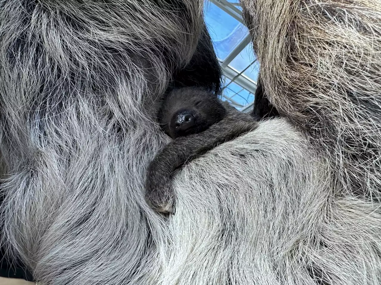 Welcome to the World: Eight Photos of the Denver Zoo’s Baby Sloth