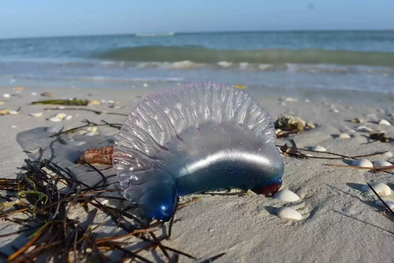 Por qué es mortal la Medusa Carabela que apareció en playas de Yucatán