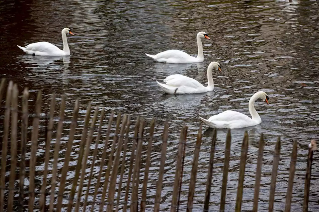 Grippe aviaire dans le Gard : le préfet de l'Hérault définit une zone de contrôle temporaire