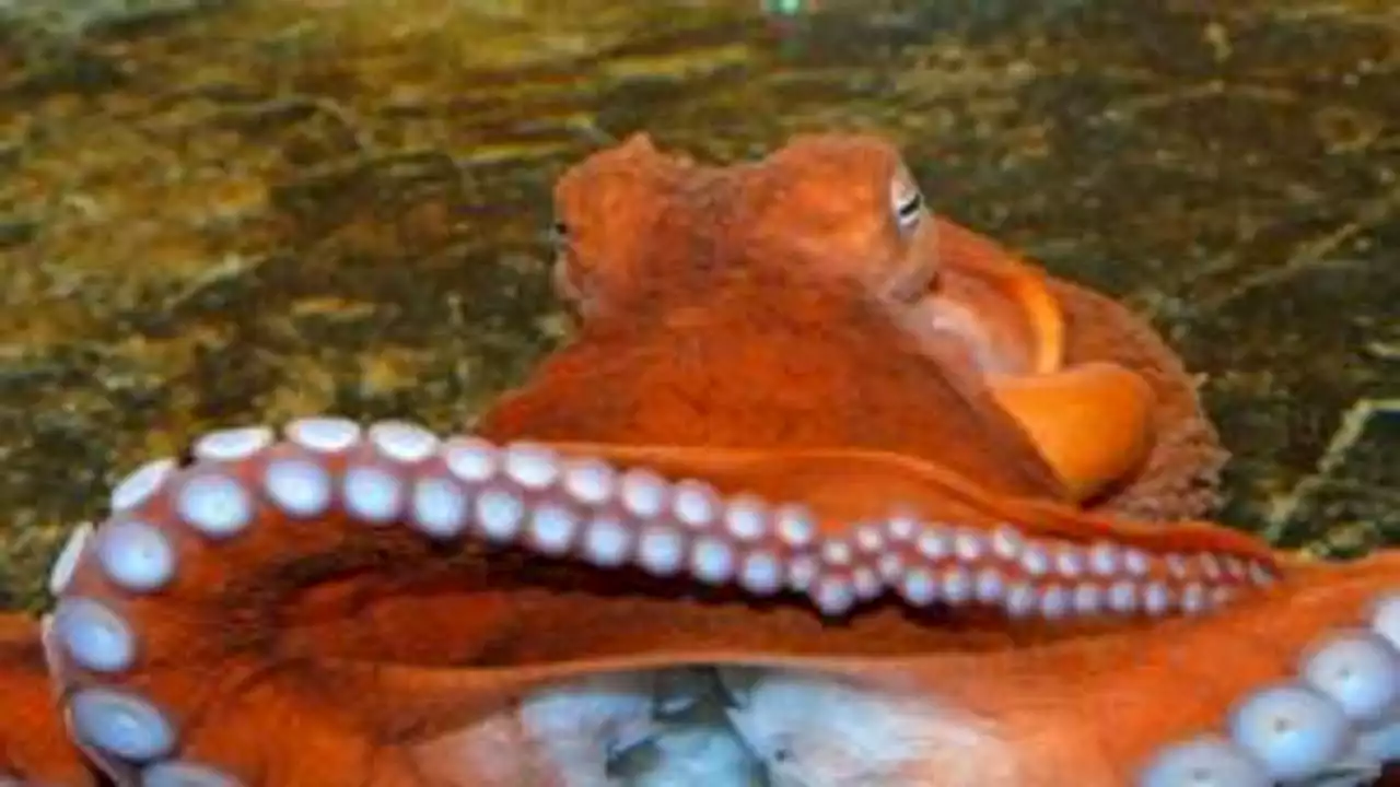 Lawmakers consider banning octopus farms in Washington