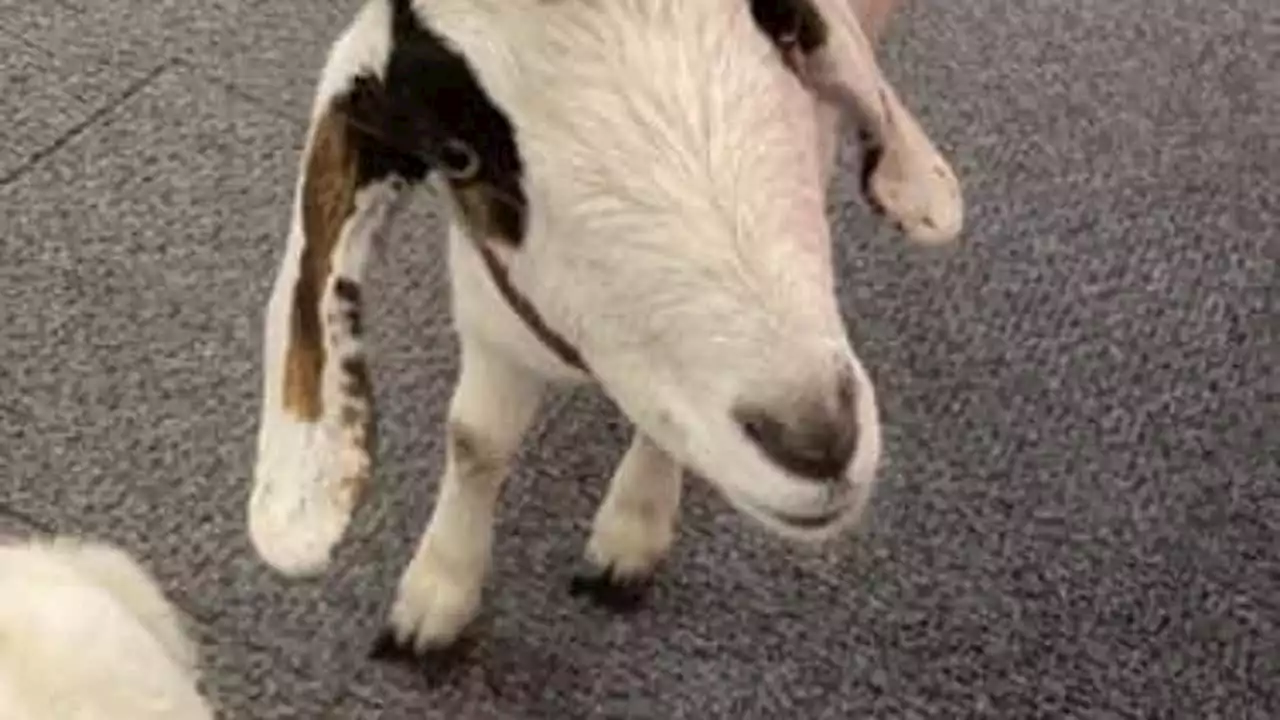 Goats invade Harris County Target store: Two goats made their appearance felt at one Target store in Harris County