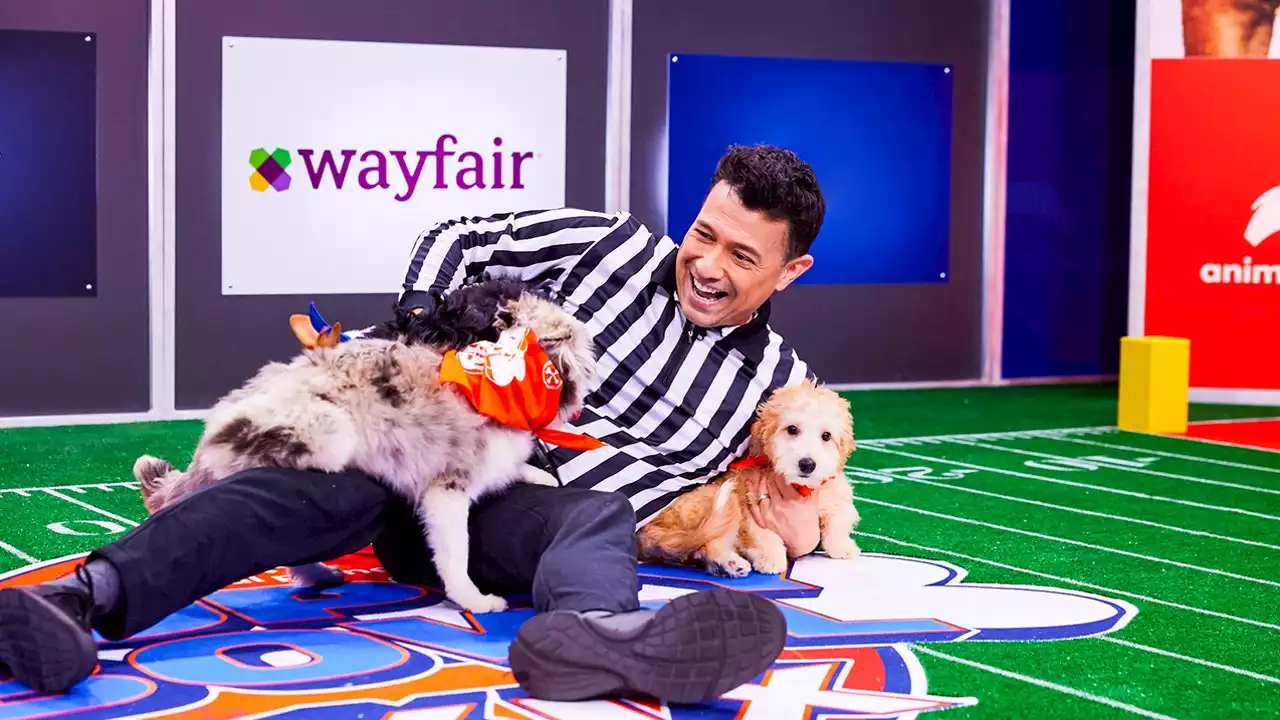 Puppy Bowl XIX will feature 22 puppies from 67 shelters, referee says: ‘They’re all stars’