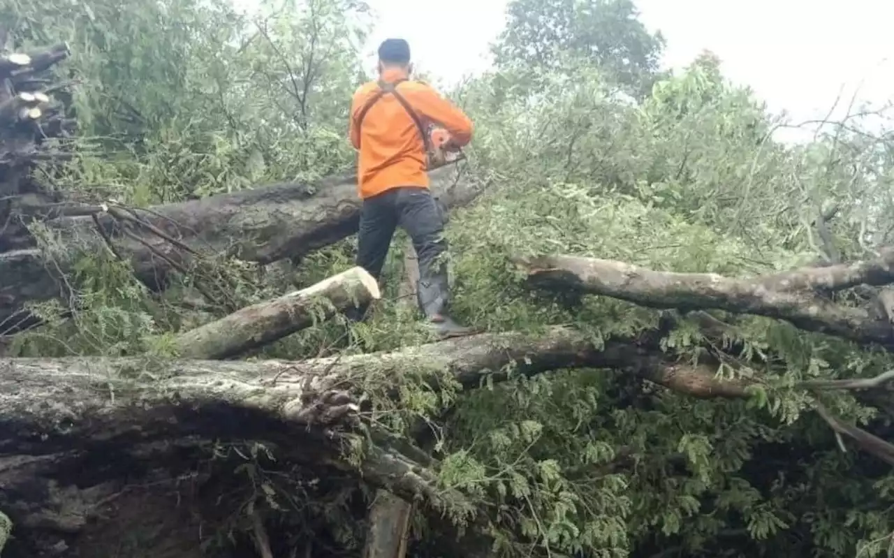 Tujuh Pohon Tumbang di Bekasi, Dua Menimpa Rumah Warga