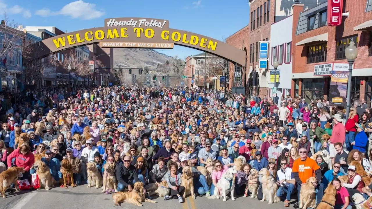 More than a thousand golden retrievers gathered for a celebration in Golden, Colorado